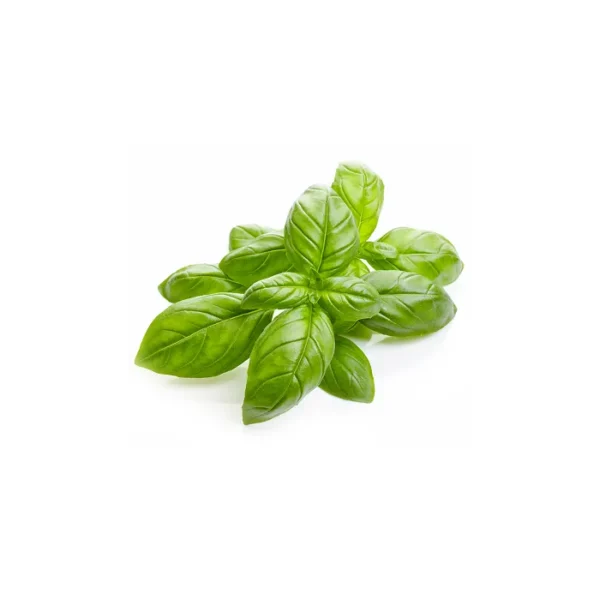 16 fl. oz. Basil Oil