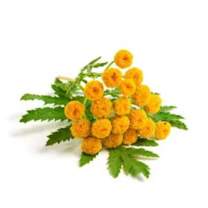 Blue Tansy Oil