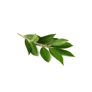 Laurel Leaf Oil