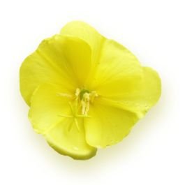 Evening Primrose Oil - 10% GLA
