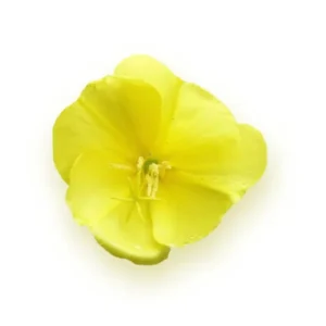 Evening Primrose Oil - 10% GLA Virgin Organic