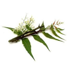 Neem Oil - Virgin