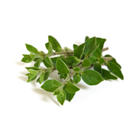 Oregano Oil - Vulgare Organic