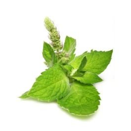 Peppermint Oil - Arvensis (DMO Cornmint)