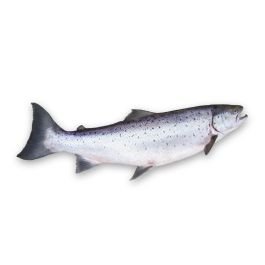 Salmon Oil - Norwegian Virgin