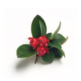 Wintergreen Oil