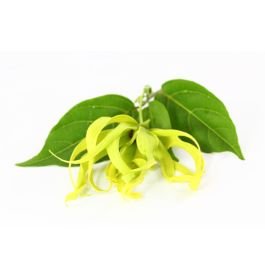 Ylang Ylang Oil - Complete - Organic
